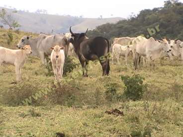 Fazenda em pouso alegre - mg. com 70 alqueires