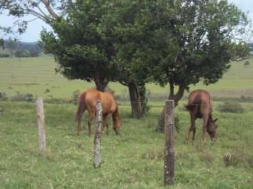 Fazenda em prata mg para pecuária 542 ha