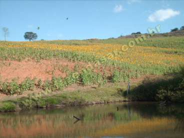 Fazenda em santo antonio do amparo - minas gerais