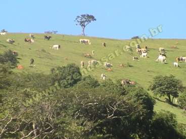 Fazenda em socorro - sp. com 220 alqueires