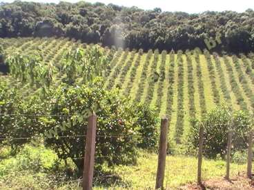 Fazenda em socorro - sp. com 54 alqueires