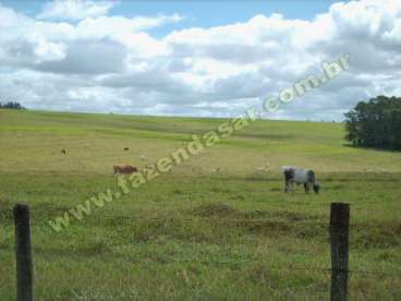 Fazenda em tatuí - sp. com 84 alqueires