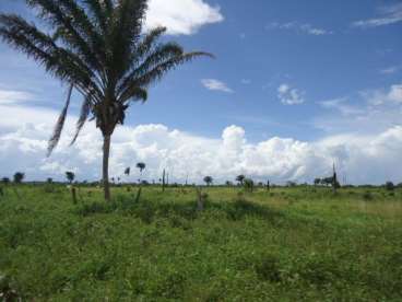 Fazenda em xingu - mt