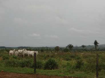 Fazenda excelente para confinamento 26136 ha