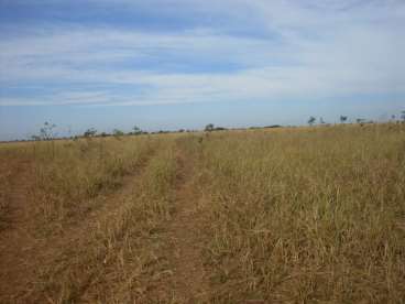 Fazenda excelente pra lavoura de soja