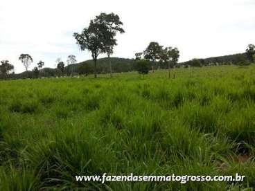 Fazenda glória doeste / mt 273 hectares