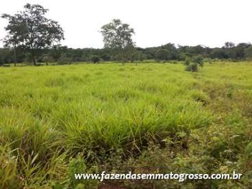 Fazenda jangada / mt 370 hectares