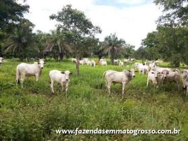 Fazenda jangada / mt 370 hectares