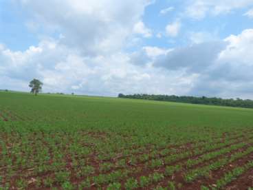 Fazenda lavoura em caarapó - 194