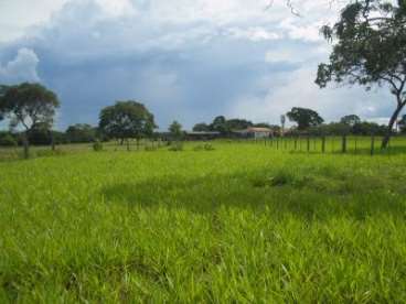 Fazenda n. s. livramento / mt 380 hectares
