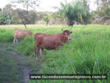 Fazenda n. s. livramento / mt 62 hectares