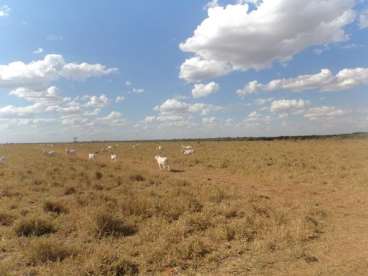 Fazenda no município de canarana - mt 4525 ha