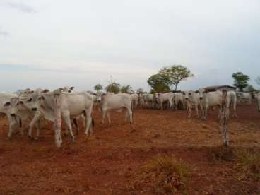 Fazenda no to ótima para pecuária