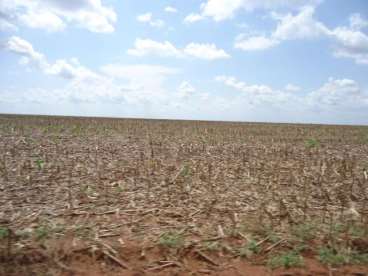 Fazenda no tocantins