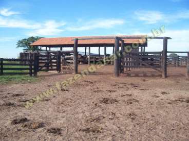 Fazenda no vale do araguaia - mt. 55.000 ha