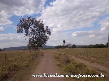 Fazenda nortelandia / mt 200 alqueires