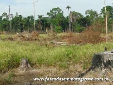 Fazenda nova bandeirantes / mt 982 alqueires