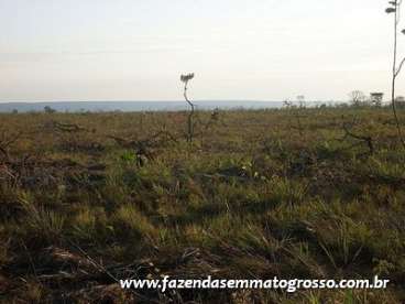 Fazenda nova brasilandia / mt 5150 hectares