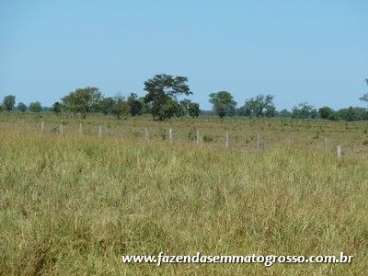 Fazenda nova xavantina / mt 20700 hectares