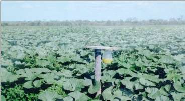 Fazenda ótima para lavoura em manga - mg