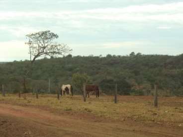 Fazenda ótima para pecuária em torixoréu 1045 ha