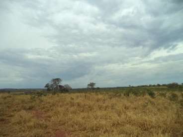 Fazenda ótima para pecuária em torixoréu 1045 ha