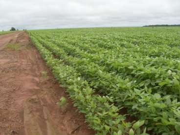 Fazenda para lavoura 1.800 hectares