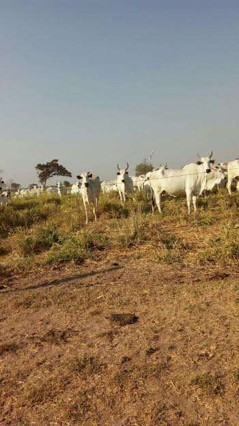 Fazenda a venda pecuária 3500 ha cuiabá-mt