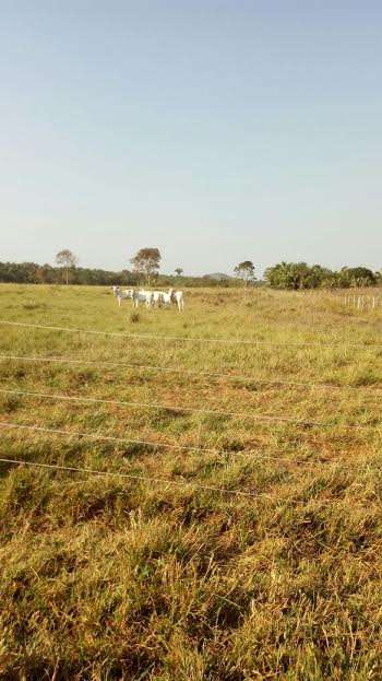 Fazenda a venda pecuária 3500 ha cuiabá-mt