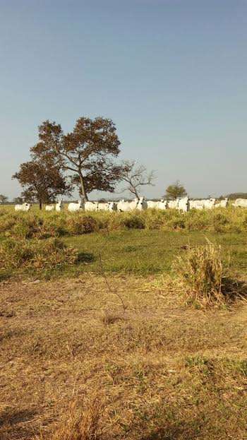 Fazenda a venda pecuária 3500 ha cuiabá-mt