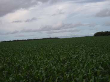 Fazenda plantando soja 2.400 hectares