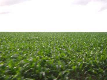 Fazenda plantando soja 2.400 hectares