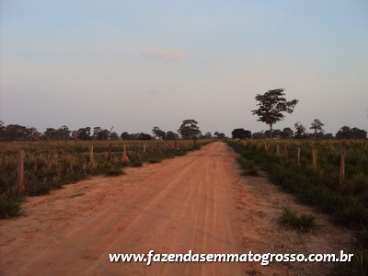 Fazenda pocone / mt 1255 hectares
