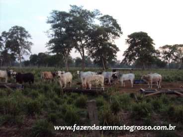 Fazenda pocone / mt 1255 hectares