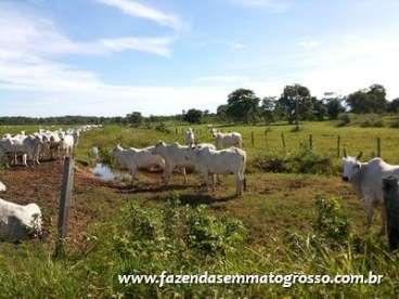 Fazenda pocone / mt 460 hectares