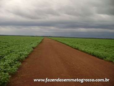 Fazenda porto alegre do norte / mt 37000 hectares