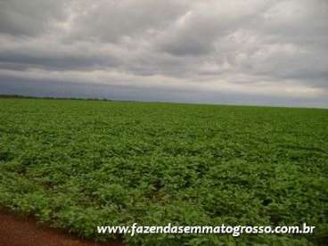 Fazenda porto alegre do norte / mt 37000 hectares