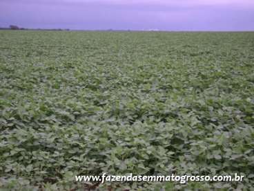 Fazenda porto alegre do norte / mt 37000 hectares