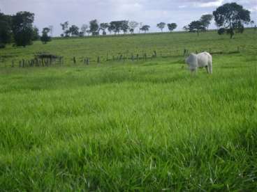 Fazenda pra lavoura e bem localizada 1284 ha