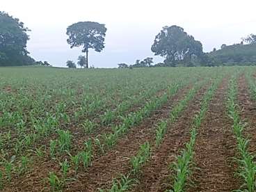 Fazenda regiao de porangatu/go