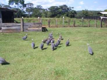 Fazenda rosario oeste / mt 230 hectares