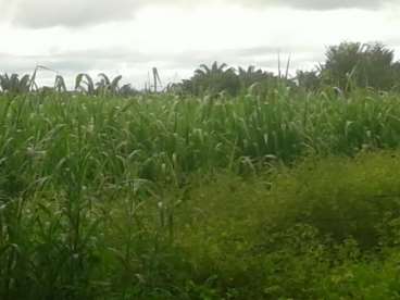 Fazenda soja a venda 21602 ha santa terezinha-mt