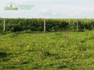 Fazenda soja 810 alqueires em anaurilandia-ms