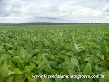 Fazenda tangara da serra / mt 967 hect.