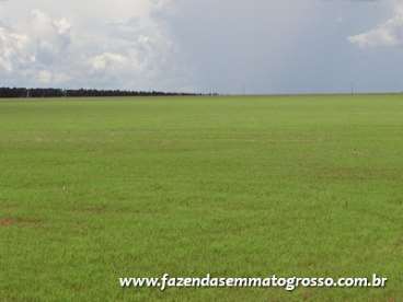 Fazenda tangara da serra / mt 967 hect.