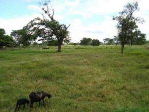 Fazenda em joao pinheiro - minas gerais