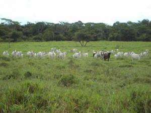 Fazenda em joao pinheiro - minas gerais