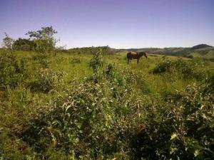 Fazenda em divisa nova - minas gerais