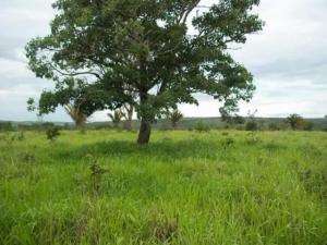 Fazenda em sao goncalo do abeté - minas gerais