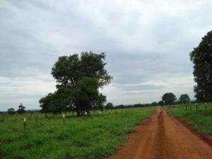 Fazenda em joao pinheiro (pecuária, reflorestament